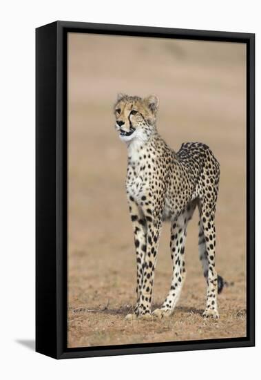 Cheetah Cub (Acinonyx Jubatus), Kgalagadi Transfrontier Park, Northern Cape, South Africa, Africa-Ann and Steve Toon-Framed Stretched Canvas
