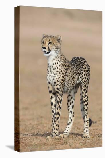 Cheetah Cub (Acinonyx Jubatus), Kgalagadi Transfrontier Park, Northern Cape, South Africa, Africa-Ann and Steve Toon-Stretched Canvas