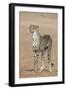 Cheetah Cub (Acinonyx Jubatus), Kgalagadi Transfrontier Park, Northern Cape, South Africa, Africa-Ann and Steve Toon-Framed Photographic Print