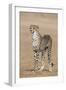 Cheetah Cub (Acinonyx Jubatus), Kgalagadi Transfrontier Park, Northern Cape, South Africa, Africa-Ann and Steve Toon-Framed Photographic Print