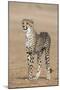 Cheetah Cub (Acinonyx Jubatus), Kgalagadi Transfrontier Park, Northern Cape, South Africa, Africa-Ann and Steve Toon-Mounted Photographic Print