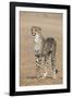 Cheetah Cub (Acinonyx Jubatus), Kgalagadi Transfrontier Park, Northern Cape, South Africa, Africa-Ann and Steve Toon-Framed Photographic Print