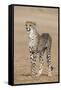 Cheetah Cub (Acinonyx Jubatus), Kgalagadi Transfrontier Park, Northern Cape, South Africa, Africa-Ann and Steve Toon-Framed Stretched Canvas