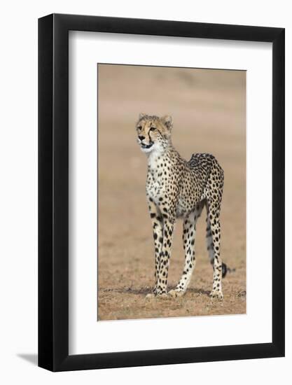 Cheetah Cub (Acinonyx Jubatus), Kgalagadi Transfrontier Park, Northern Cape, South Africa, Africa-Ann and Steve Toon-Framed Photographic Print