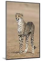 Cheetah Cub (Acinonyx Jubatus), Kgalagadi Transfrontier Park, Northern Cape, South Africa, Africa-Ann and Steve Toon-Mounted Photographic Print