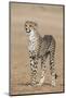 Cheetah Cub (Acinonyx Jubatus), Kgalagadi Transfrontier Park, Northern Cape, South Africa, Africa-Ann and Steve Toon-Mounted Photographic Print