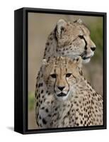 Cheetah Cub and Mother, Masai Mara National Reserve-James Hager-Framed Stretched Canvas