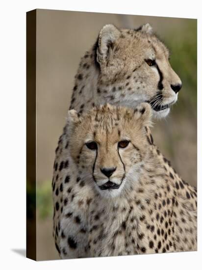 Cheetah Cub and Mother, Masai Mara National Reserve-James Hager-Stretched Canvas