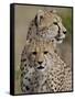 Cheetah Cub and Mother, Masai Mara National Reserve-James Hager-Framed Stretched Canvas