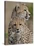 Cheetah Cub and Mother, Masai Mara National Reserve-James Hager-Stretched Canvas