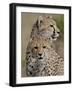 Cheetah Cub and Mother, Masai Mara National Reserve-James Hager-Framed Photographic Print