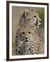 Cheetah Cub and Mother, Masai Mara National Reserve-James Hager-Framed Photographic Print