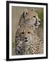 Cheetah Cub and Mother, Masai Mara National Reserve-James Hager-Framed Photographic Print