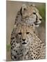 Cheetah Cub and Mother, Masai Mara National Reserve-James Hager-Mounted Photographic Print