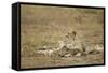 Cheetah Cub and Mother-Paul Souders-Framed Stretched Canvas