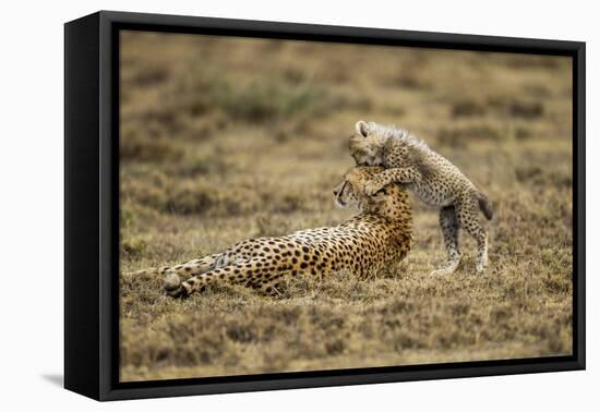 Cheetah Cub and Mother-Paul Souders-Framed Stretched Canvas