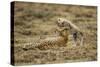 Cheetah Cub and Mother-Paul Souders-Stretched Canvas