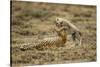 Cheetah Cub and Mother-Paul Souders-Stretched Canvas