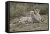 Cheetah Cub and Mother-Paul Souders-Framed Stretched Canvas