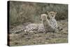 Cheetah Cub and Mother-Paul Souders-Stretched Canvas