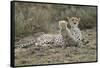 Cheetah Cub and Mother-Paul Souders-Framed Stretched Canvas