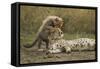 Cheetah Cub and Mother-Paul Souders-Framed Stretched Canvas