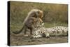 Cheetah Cub and Mother-Paul Souders-Stretched Canvas