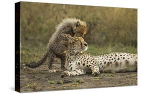 Cheetah Cub and Mother-Paul Souders-Stretched Canvas