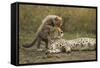 Cheetah Cub and Mother-Paul Souders-Framed Stretched Canvas