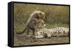 Cheetah Cub and Mother-Paul Souders-Framed Stretched Canvas