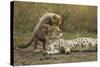Cheetah Cub and Mother-Paul Souders-Stretched Canvas