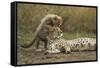 Cheetah Cub and Mother-Paul Souders-Framed Stretched Canvas
