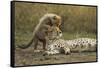 Cheetah Cub and Mother-Paul Souders-Framed Stretched Canvas