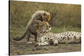 Cheetah Cub and Mother-Paul Souders-Stretched Canvas