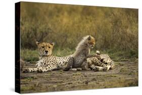 Cheetah Cub and Mother-Paul Souders-Stretched Canvas