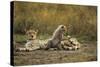 Cheetah Cub and Mother-Paul Souders-Stretched Canvas