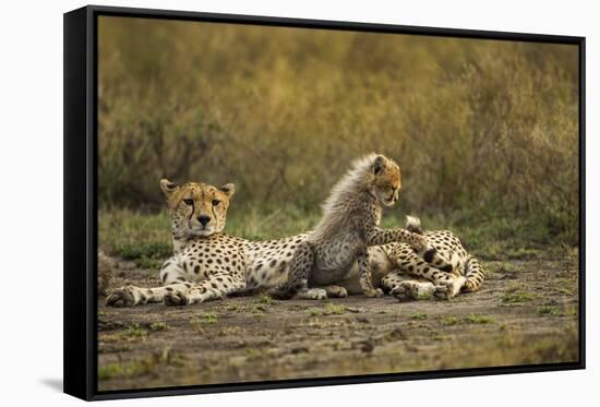 Cheetah Cub and Mother-Paul Souders-Framed Stretched Canvas