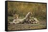 Cheetah Cub and Mother-Paul Souders-Framed Stretched Canvas