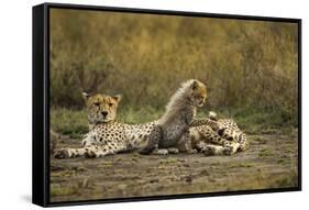 Cheetah Cub and Mother-Paul Souders-Framed Stretched Canvas