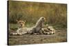 Cheetah Cub and Mother-Paul Souders-Stretched Canvas