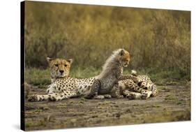 Cheetah Cub and Mother-Paul Souders-Stretched Canvas