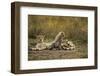 Cheetah Cub and Mother-Paul Souders-Framed Premium Photographic Print