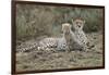 Cheetah Cub and Mother-Paul Souders-Framed Photographic Print