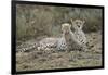 Cheetah Cub and Mother-Paul Souders-Framed Photographic Print