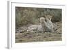 Cheetah Cub and Mother-Paul Souders-Framed Photographic Print