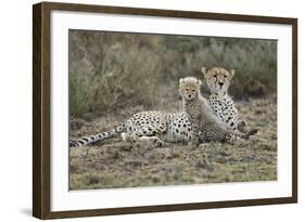 Cheetah Cub and Mother-Paul Souders-Framed Photographic Print