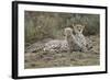 Cheetah Cub and Mother-Paul Souders-Framed Photographic Print