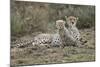 Cheetah Cub and Mother-Paul Souders-Mounted Photographic Print