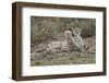 Cheetah Cub and Mother-Paul Souders-Framed Photographic Print