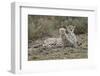 Cheetah Cub and Mother-Paul Souders-Framed Photographic Print